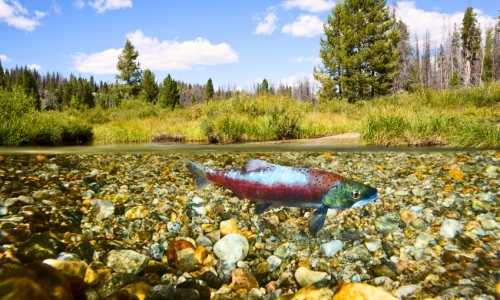 Fishhook Creek Idaho Salmon