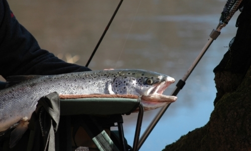 Salmon River Fly Fishing
